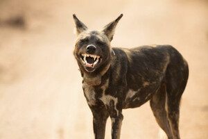 Найсмішніші фото диких тварин у конкурсі Comedy Wildlife Photography Awards 2023